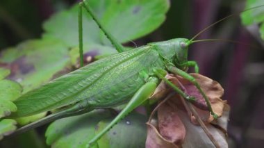 Kadın yeşil çekirge