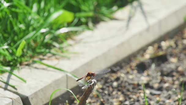 Libellula rossa cattura la mosca — Video Stock