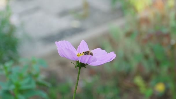 Bee on cosmos flower — Stock Video