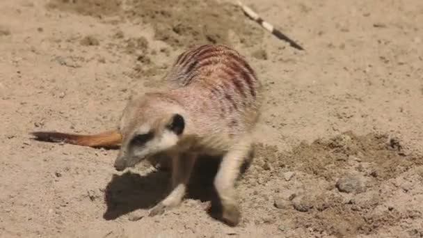 Meerkat creuser dans le sable 