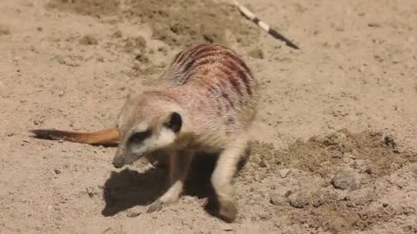 Meerkat digging in sand — Stock Video