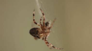 örümcek web üzerinde kapat