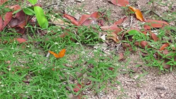 大きなオレンジ色の蝶 — ストック動画