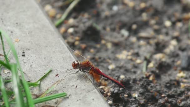 Red dragonfly rest — Stock Video