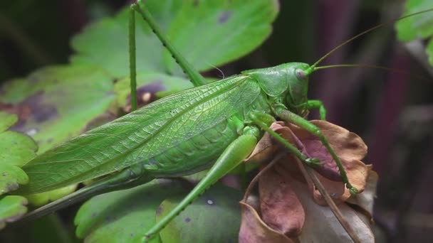 Female green grasshopper — Stock Video