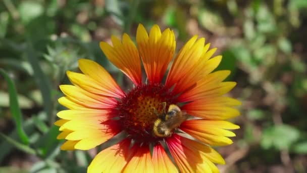 Μέλισσα σε λουλούδι Gaillardia — Αρχείο Βίντεο