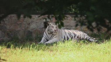 Beyaz Kaplan yavrusu ile