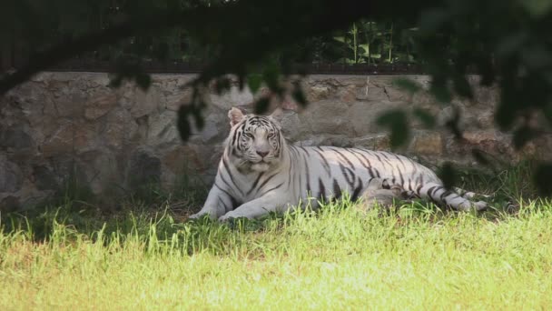 Witte tijgerin met cub — Stockvideo