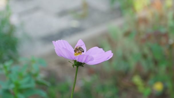 Abelha na flor Cosmos — Vídeo de Stock