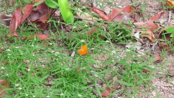 大きなオレンジ色の蝶 — ストック動画