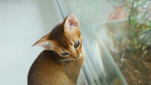 Охота на абиссинских котят — стоковое видео