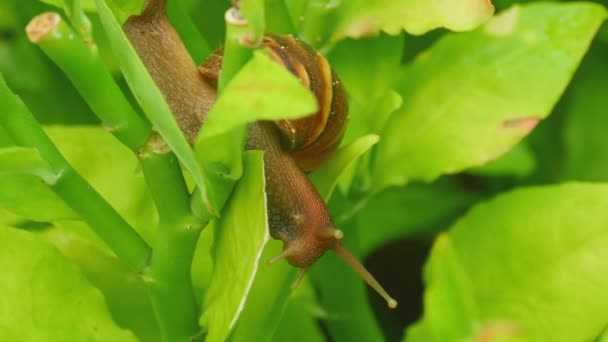 Garden snail on a branch — Stock Video