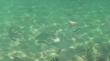 Muz dilimleri tropikal balık yiyin