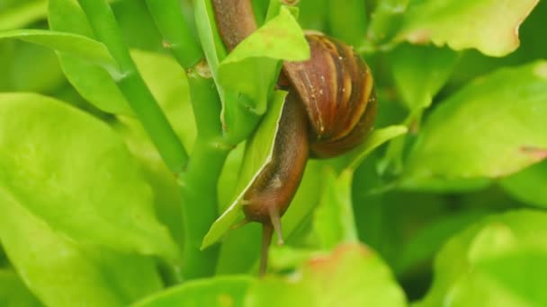 Caracol de jardín en una rama — Vídeo de stock