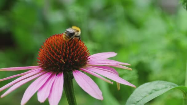 Μέλισσα σε ένα λουλούδι Echinacea — Αρχείο Βίντεο