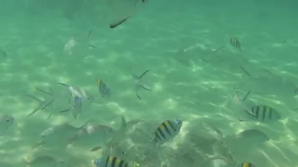 Los peces tropicales comen rodajas de plátano — Vídeo de stock