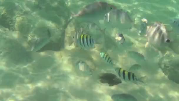 Тропические рыбы едят банановые ломтики — стоковое видео