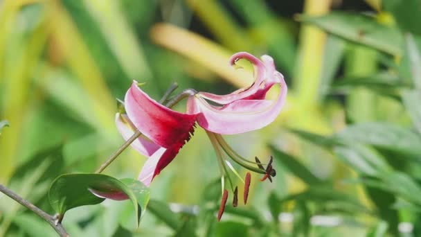 Giglio rosa fiore primo piano — Video Stock