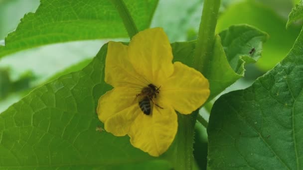 Abeja y flor de pepino — Vídeos de Stock