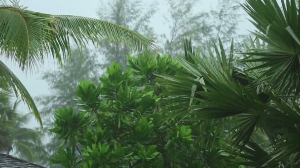 Tropikalna ulewa, slow motion — Wideo stockowe