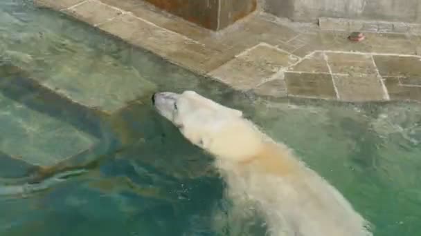 シロクマが水で泳ぐ — ストック動画
