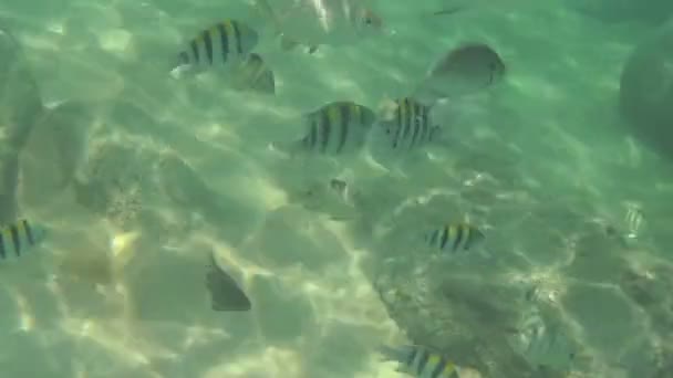 Los peces tropicales comen rodajas de plátano — Vídeo de stock