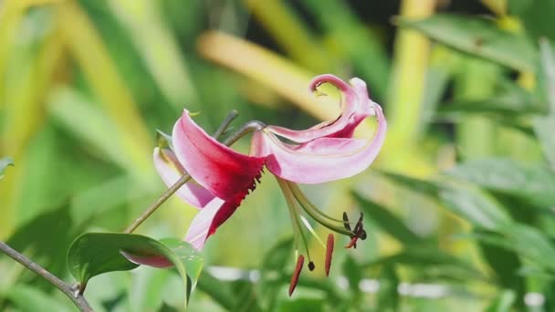 Roze lily bloem close-up — Stockvideo