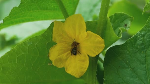 Bee and flower of cucumber — Stock Video