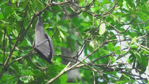 Flying fox hangs on a tree branch and washes — Stock Video