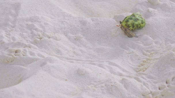 Краб-отшельник ползает по песку — стоковое видео