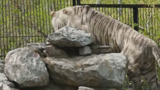 Большой белый тигр в зоопарке — стоковое видео