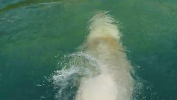 Isbjörn simmar i vattnet — Stockvideo