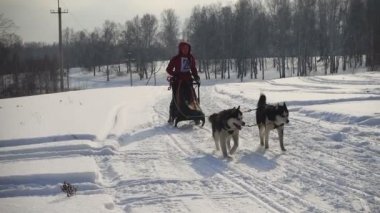 Husky kızak köpekleri köpek-sürücü ile çifti