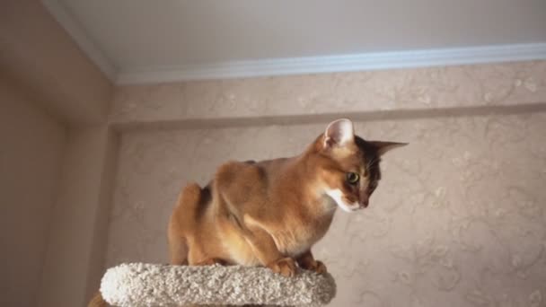 Abyssinian cat playing — Stock Video