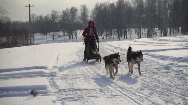 Paire de chiens de traîneau husky avec conducteur de chien — Video