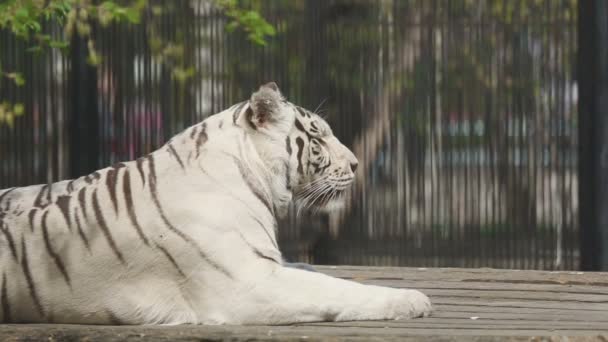 White tigress in ZOO — Stock Video