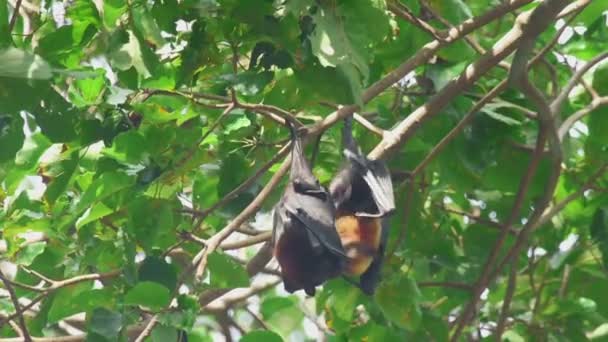 Летающая лиса висит на ветке дерева и моет — стоковое видео