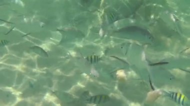 Muz dilimleri tropikal balık yiyin