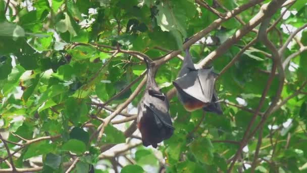 Raposa voadora pendura em um galho de árvore e lava — Vídeo de Stock