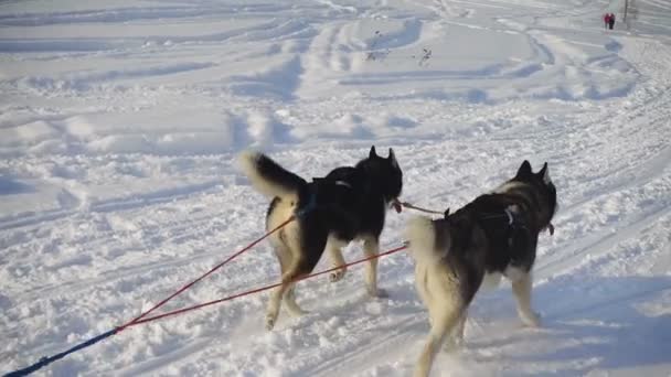 Пара хаски-санных собак с собачьим водителем — стоковое видео