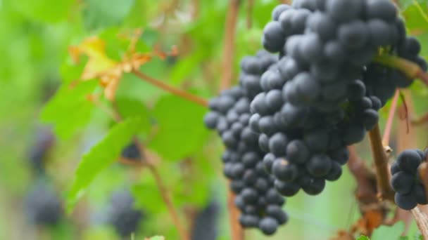 Racimos de uvas rojas — Vídeos de Stock