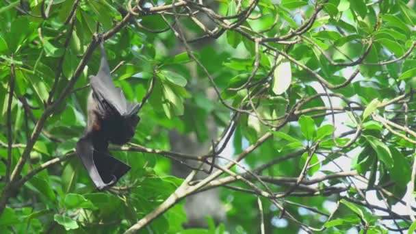 Renard volant accroché à une branche d'arbre et se lave 