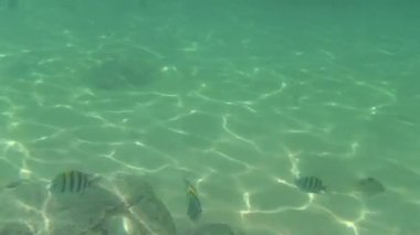 Muz dilimleri tropikal balık yiyin