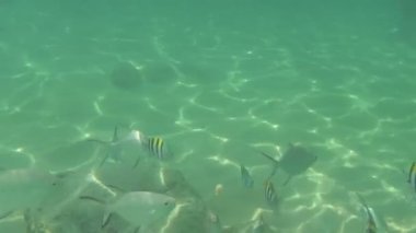 Muz dilimleri tropikal balık yiyin