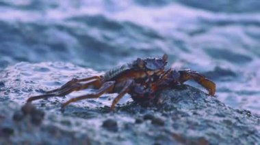 Sahildeki kayadaki yengeç