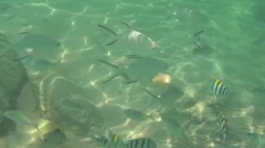 Muz dilimleri tropikal balık yiyin