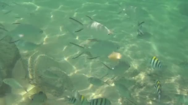 Les poissons tropicaux mangent des tranches de banane — Video