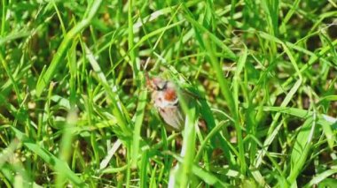 Mayıs-böcek böcek çimen