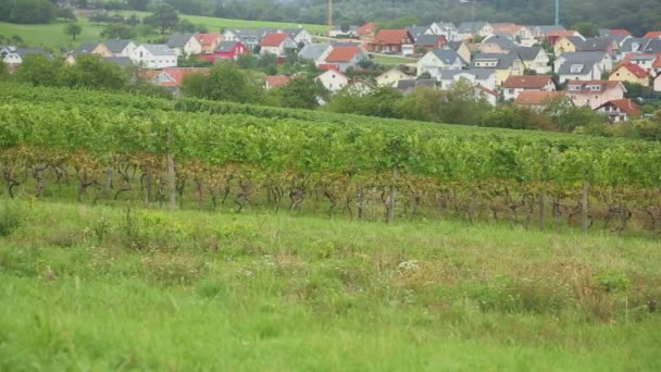 Vinice v vesnici Eisingen — Stock video