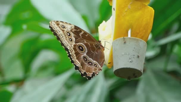 Nahrung für tropische Schmetterlinge — Stockvideo